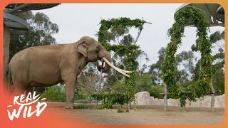 EXCLUSIVE Private Tour of the Incredible Wildlife at San Diego Zoo | 4K