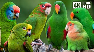 MOST AMAZING GREEN PARROTS | COLORFUL BIRDS | RELAXING SOUNDS | STUNNING NATURE