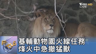 基輔動物園火線任務 烽火中急撤猛獸｜FOCUS午間新聞 20220308