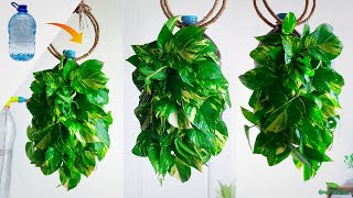 Best Indoor Money plants Hanging & Decoration Ideas Using Plastic Bottles-Money plants//GREEN PLANTS