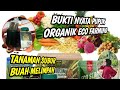 Bukti nyata pupuk organik eco Farming, tanaman subur buah melimpah,