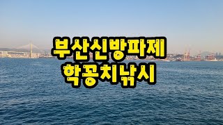 부산신방파제 학꽁치낚시