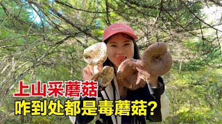 带两个徒弟上山采蘑菇，结果漫山遍野全是毒蘑菇，还有野果子吃！【杨美丽】