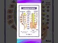 Lumbosacral spine - Anatomy