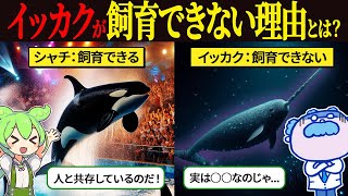 なぜイッカクを人類は飼育できなかったのか？【ずんだもん ゆっくり解説】