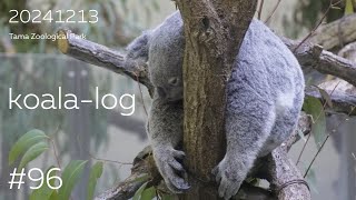 [koala-log] コアラログ #96 多摩動物公園 241213 🐨