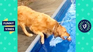 TRY NOT TO LAUGH - FUNNY PETS & ANIMALS | Funny Videos September 2018