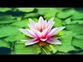 embrace self love heart chakra meditation for compassion mindful movement