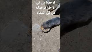 الجوع وحش