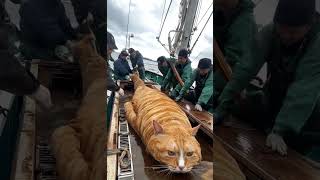 Giant Cat Caught By The Fisherman #ai #aicat #fishing #fish #amazing