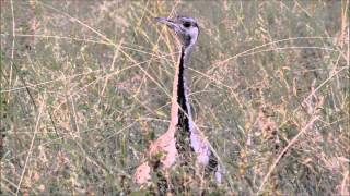 Amazing call of the Black-bellied Bustard!