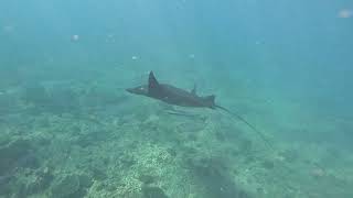 Spear Fishing - Raw Footage