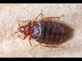 In 60 Seconds: 5 effective home remedies for bedbugs