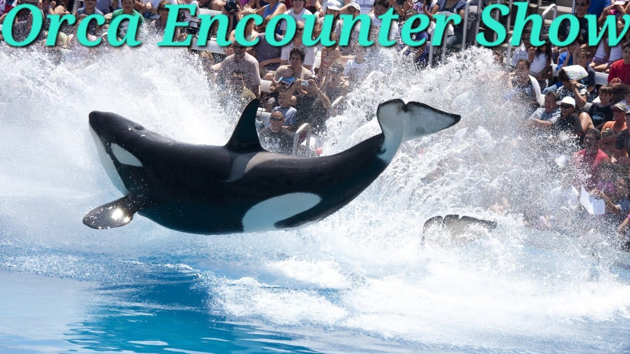 Orca Encounter Show SeaWorld, San Antonio, Texas USA - YouTube