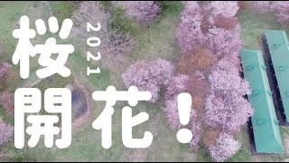 【北海道のひだりうえ／遠別町】桜の開花をドローンで見る