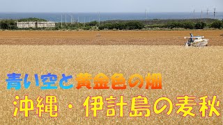 伊計島で小麦の収穫ピーク