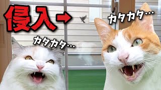 【危機一髪】新居に初めて鳥が侵入した時の猫たちが怖すぎた…【関西弁でしゃべる猫】【猫アテレコ】