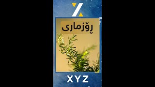 ڕۆزماری، ئەو ڕوەکەی هەم خواردن و هەم دەرمانە #XYZgraphics