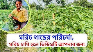 মরিচ গাছের পরিচর্যা | মরিচের রোগবালাই ও পোকামাকড়ের সঠিক সমাধান।