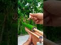 Bamboo creation #bamboo #toys #bambooshoot #bamboogun #diy #bamboohut #bamboohouse #slingshots