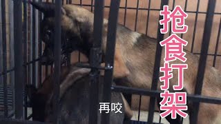 马犬流口水的营养大餐，4只鸡架3斤鸭肝加狗粮不够吃，还抢着打架