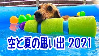 少し深いプールに挑戦してみた！【空の日常動画】#094 ミニチュアダックスフンド