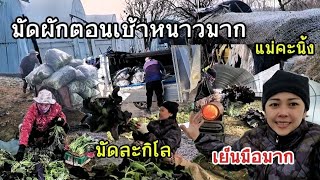 EP.34เช้านี้อากาศหนาวมาก|ตอนเช้าตัดผักไม่ได้ ผักเป็นน้ำแข็ง|มามัดผักกาดม่วงกันทุกคน|มัดละ 1กิโล