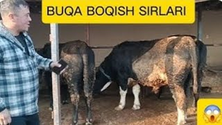 buqa boqish sirlari 2-qism #bozorinibersin #buqaboqishsirlari @BozorniBersin