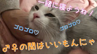 【子猫】飼い主に挟まれてご満悦なはっさく【サイベリアン】