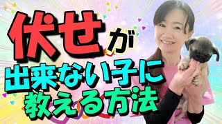 【犬のしつけ】伏せが出来ない子に伏せを教える方法！じっと出来ないやんちゃ犬プンバァくんで実践！