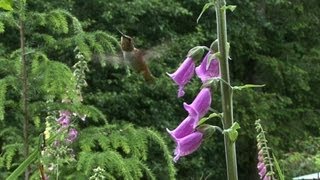 Hummingbird at Foxglove Extreme Close Up