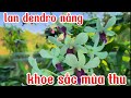 Những loại lan ra hoa quanh năm, mùa thu mùa hoa của dendro | vườn lan nhỏ