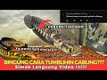 TREATMENT MENUMBUHKAN CABUNG DI CHANNA MARU!!! CABUNG NGISI DI TIAP BAR!!!