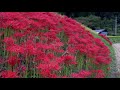 奈良県御所市の彼岸花（伏見の小池・一言主神社付近）