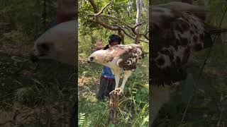 A boy walking alone in the forest saw a huge eagle.part2#short #parrot #birds #love #nature #gaming