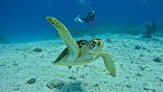 沖縄・ケラマ諸島・①黒島北②クエフ北③タッチューでドリフトダイビング