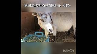 やぎシリーズ　出産　間近のヒメちゃん！