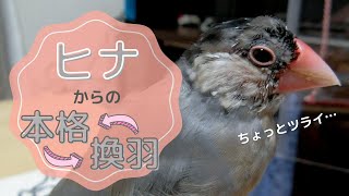 【文鳥】本格ヒナ換羽　Java sparrow