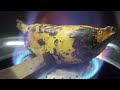 experiment banana on the fire banana vs fire fire vs banana banana videos the galam