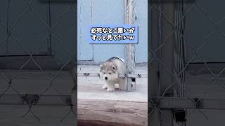 わんこの動画で癒されたら勝ちw