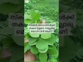 തകര തോരൻ 🌱🍃