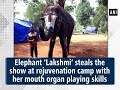 Elephant ‘Lakshmi’ steals the show at rejuvenation camp with her mouth organ playing skills