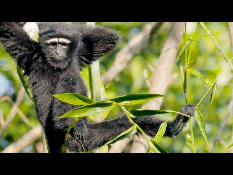 How long do gibbons live for?