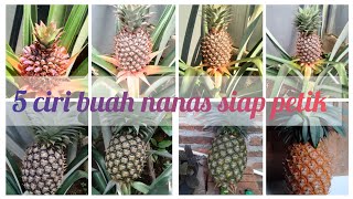 5 Ciri buah nanas siap panen