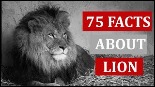 75 Interesting Facts About Lion | Animal Globe