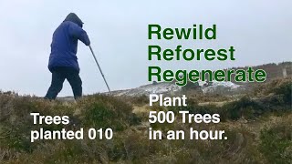 Plant 500 Trees per Hour: Rewild, Reforest, Regenerate and Reconcile with Nature.