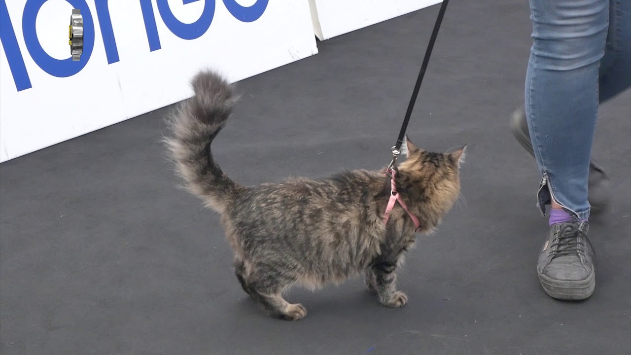 Anfi Quattrozampexpo 2017 Youtube