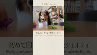 【生後10ヶ月】初めて回るコマを見たシェルティSheltie sees spinning top for the first time#shorts