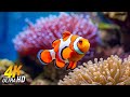 Aquarium 4K VIDEO (ULTRA HD) 🐠 Beautiful Coral Reef Fish - Relaxing Sleep Meditation Music #13