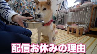 柴犬小春　動画配信をお休みしていたのは